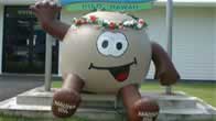 �L�¦i���s���u�t Macadamia Nuts Farm